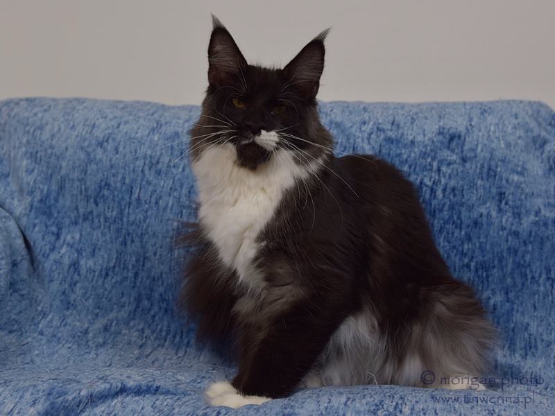 kocięta maine coon