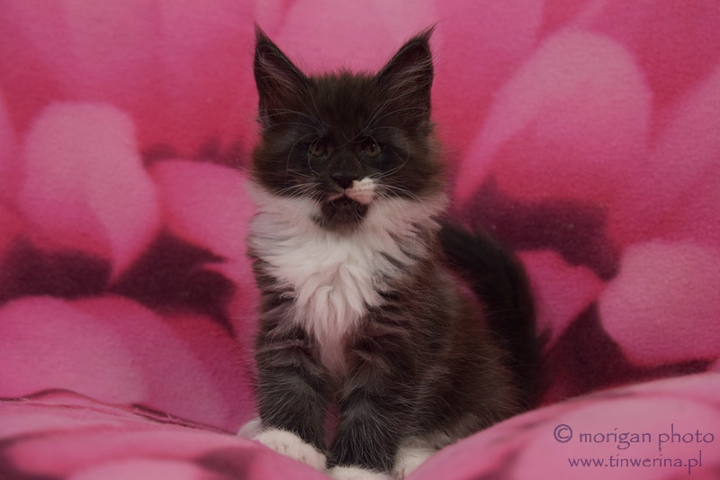 kocięta maine coon