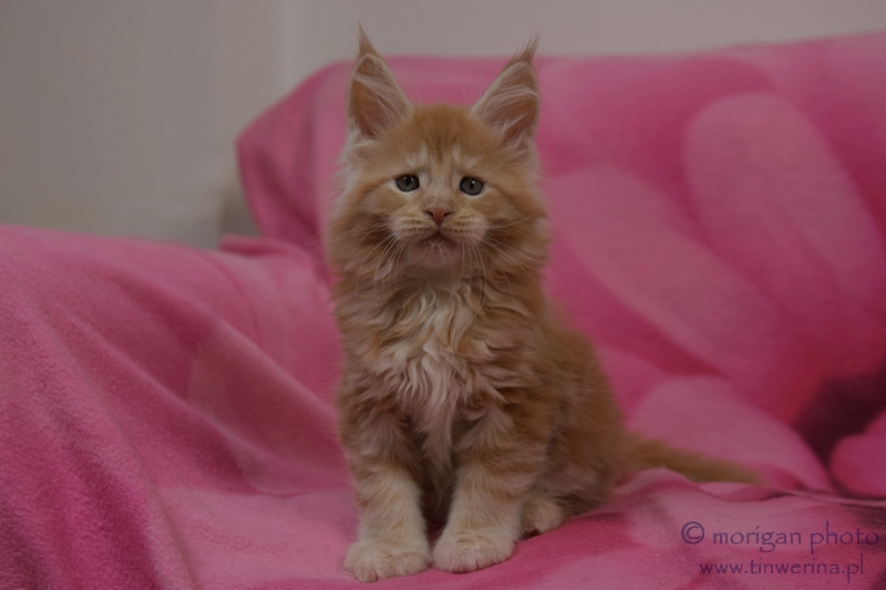 kocięta maine coon