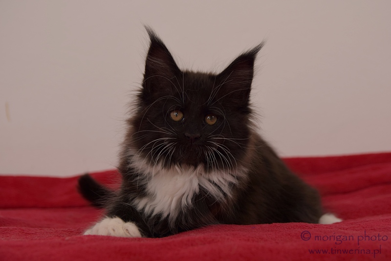 kocięta maine coon