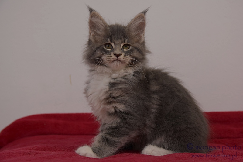 kocięta maine coon