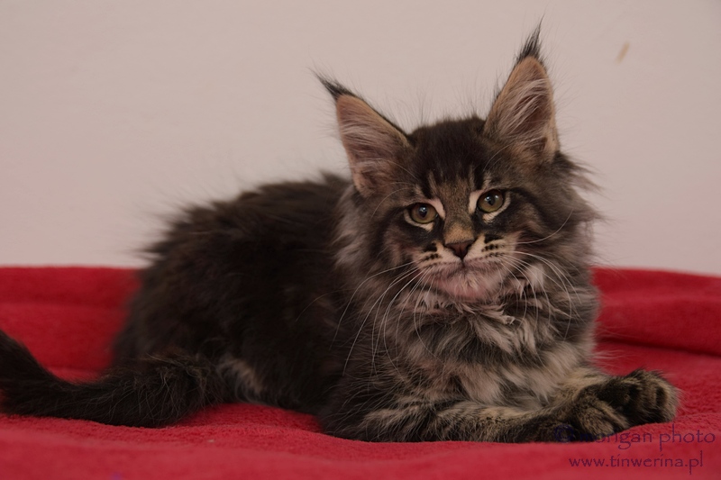 kocięta maine coon
