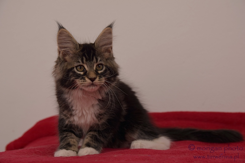 kocięta maine coon