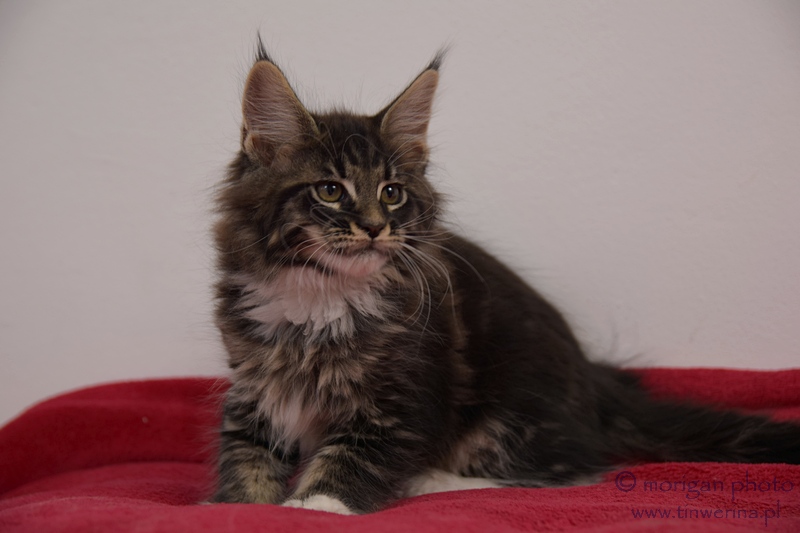 kocięta maine coon