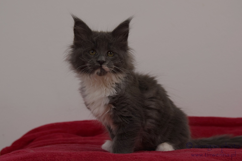 kocięta maine coon