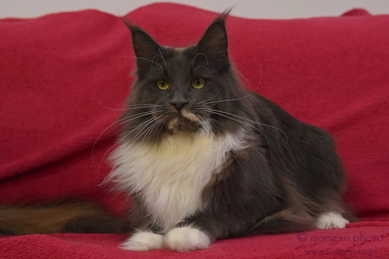 kocięta maine coon
