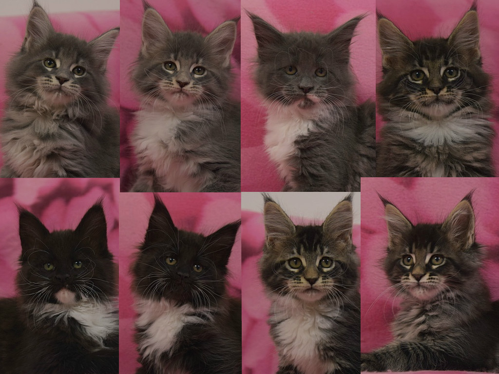 kocięta maine coon