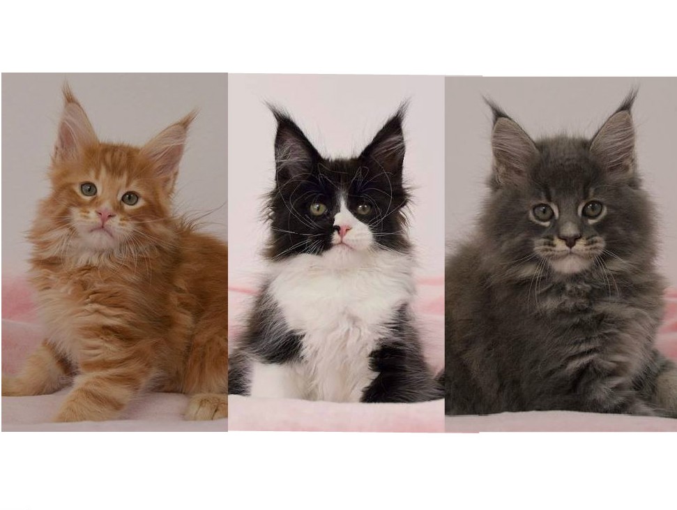kocięta maine coon