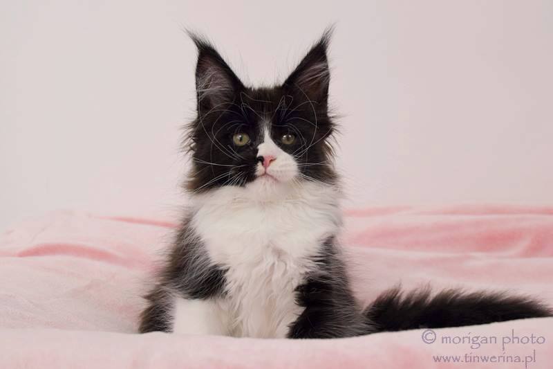 kocięta maine coon