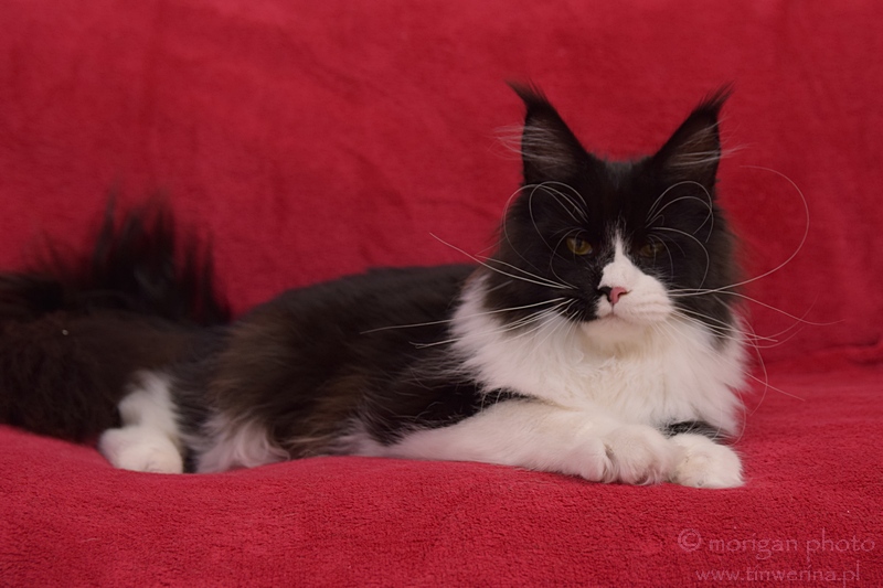 kocięta maine coon