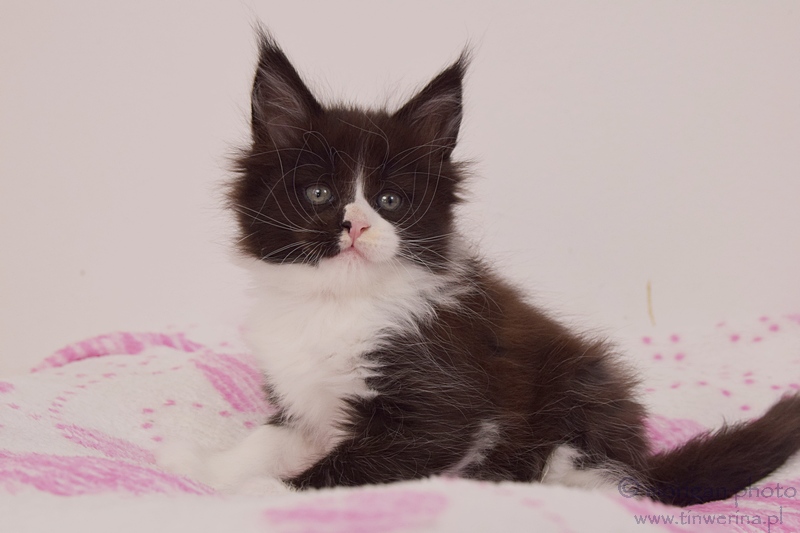 kocięta maine coon