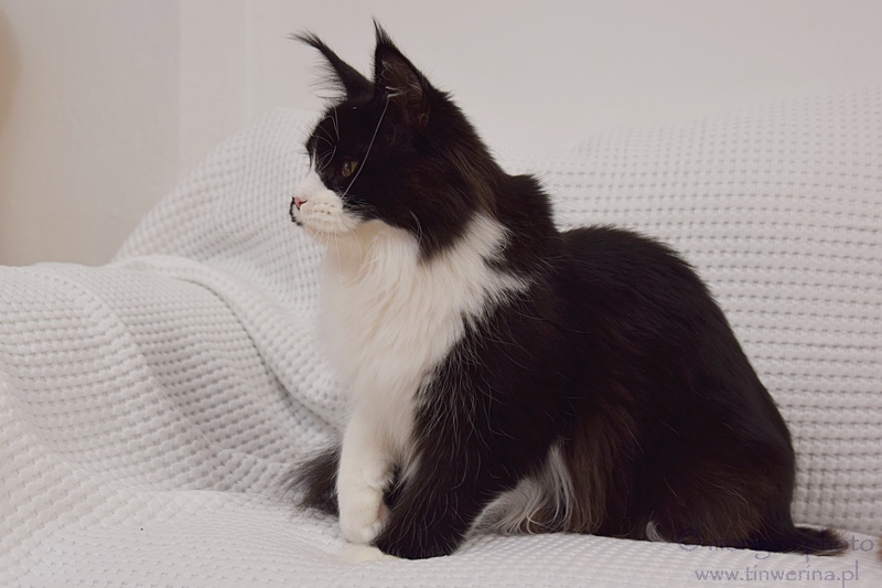kocięta maine coon