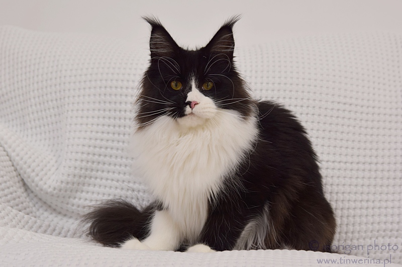 kocięta maine coon