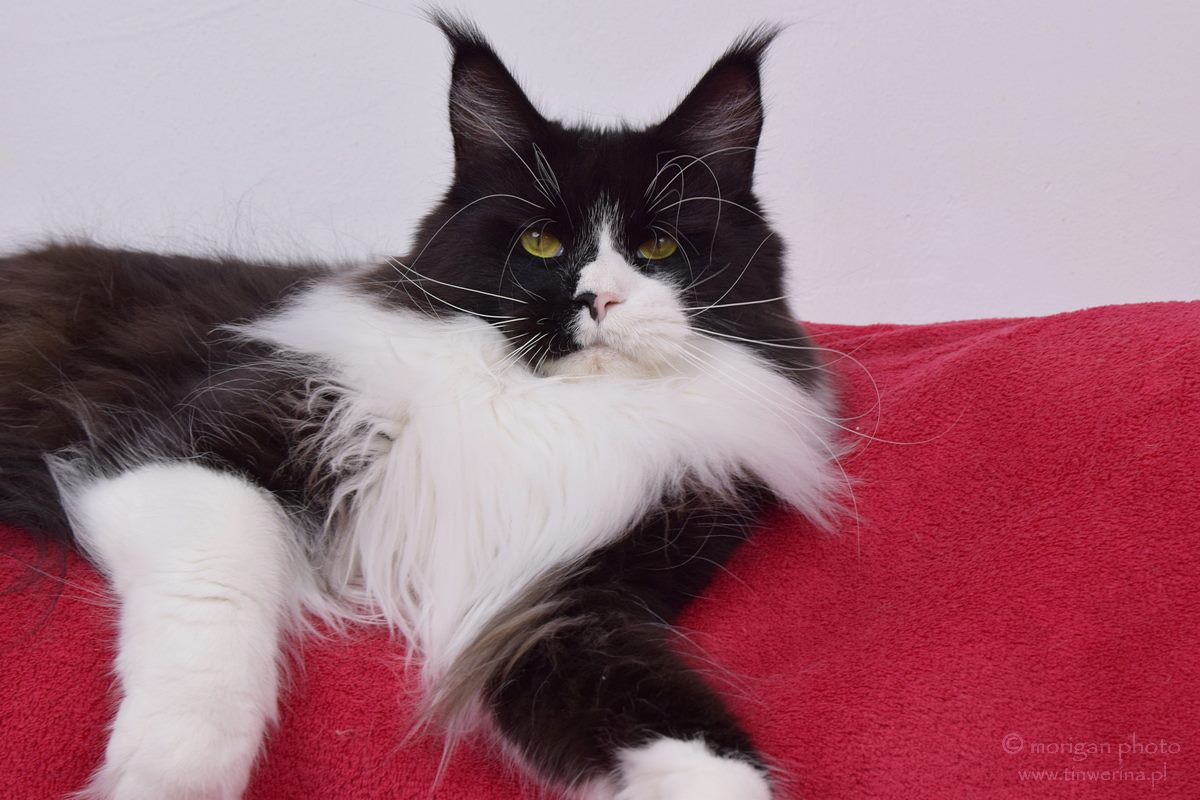 kocięta maine coon