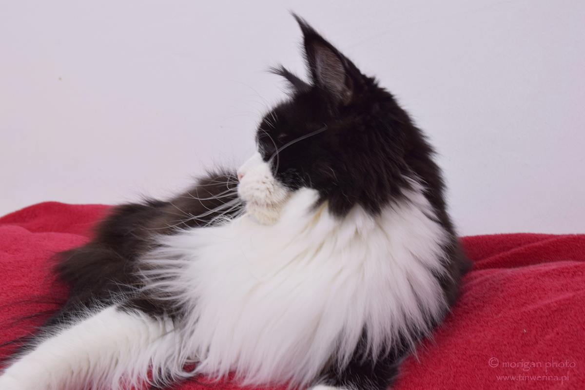 kocięta maine coon
