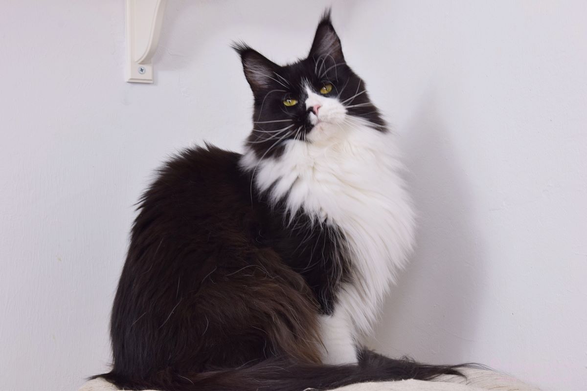 kocięta maine coon
