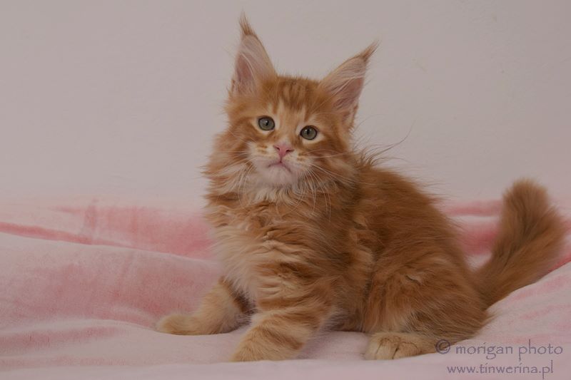 kocięta maine coon