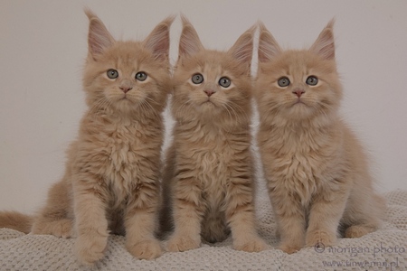 kocięta maine coon