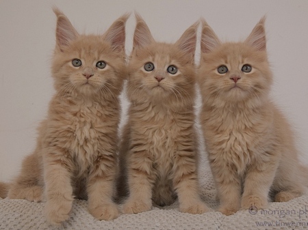 kocięta maine coon