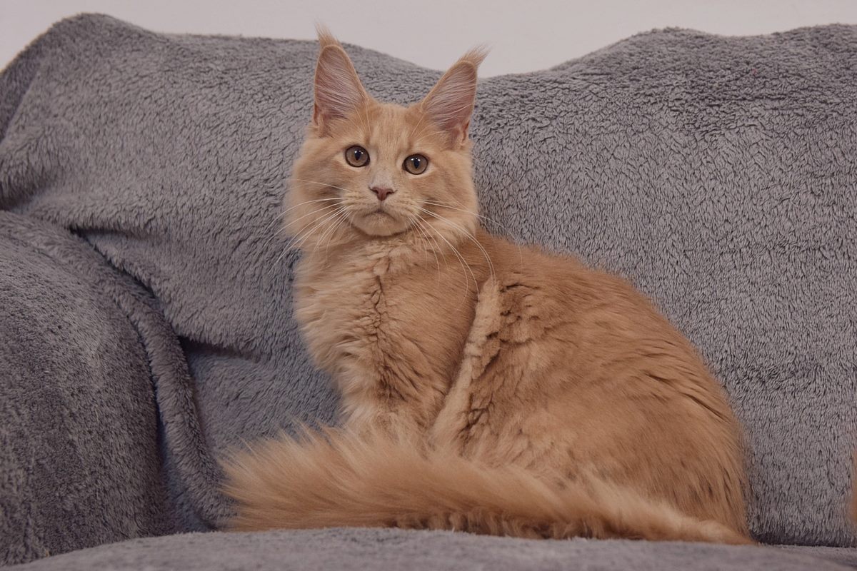 kocięta maine coon