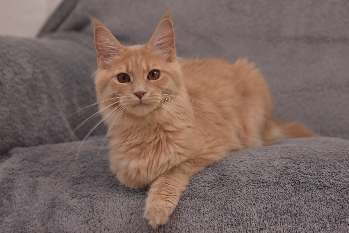 kocięta maine coon