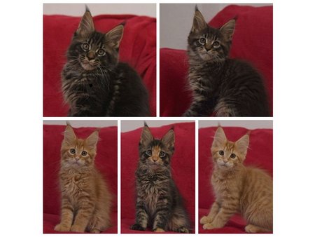 kocięta maine coon