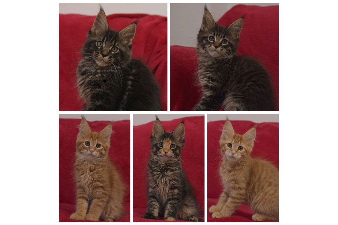 kocięta maine coon