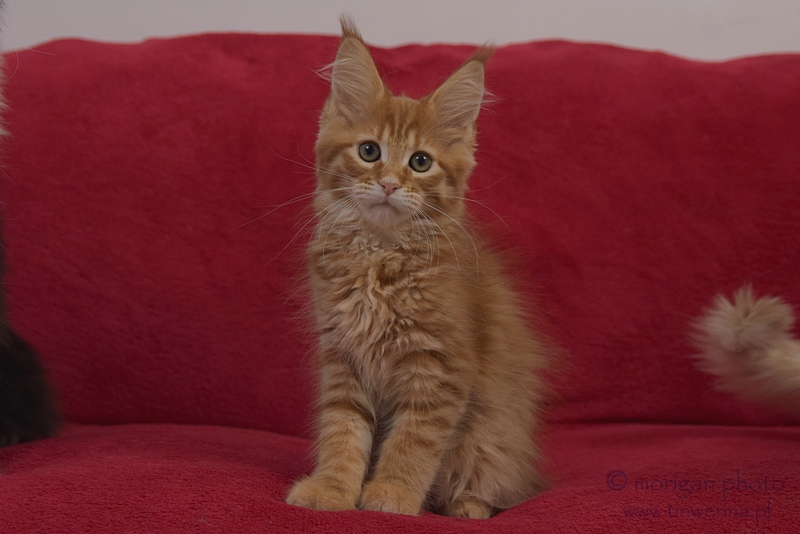 kocięta maine coon