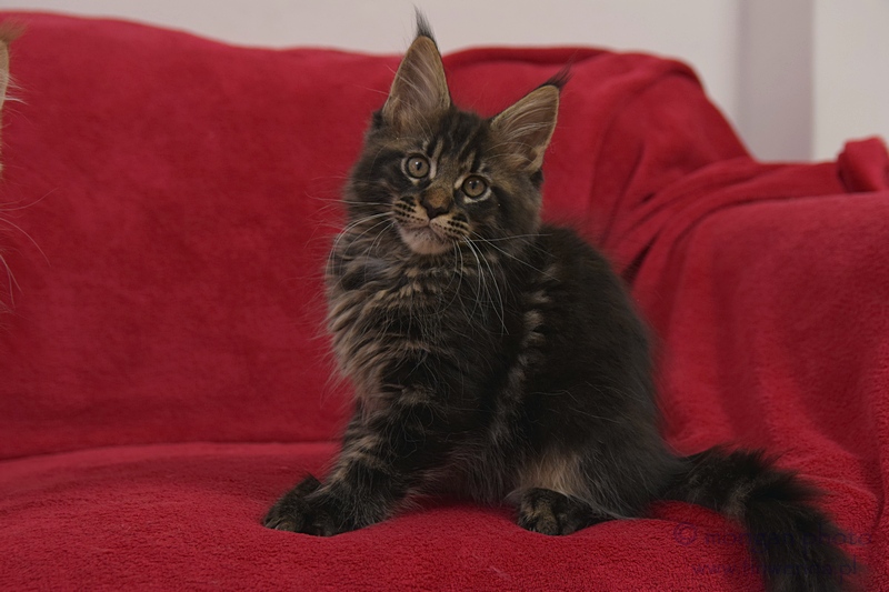 kocięta maine coon