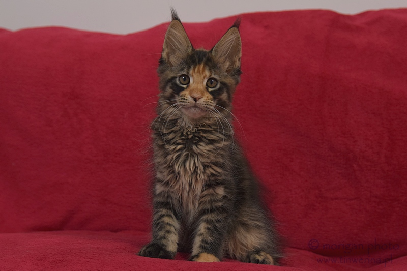 kocięta maine coon