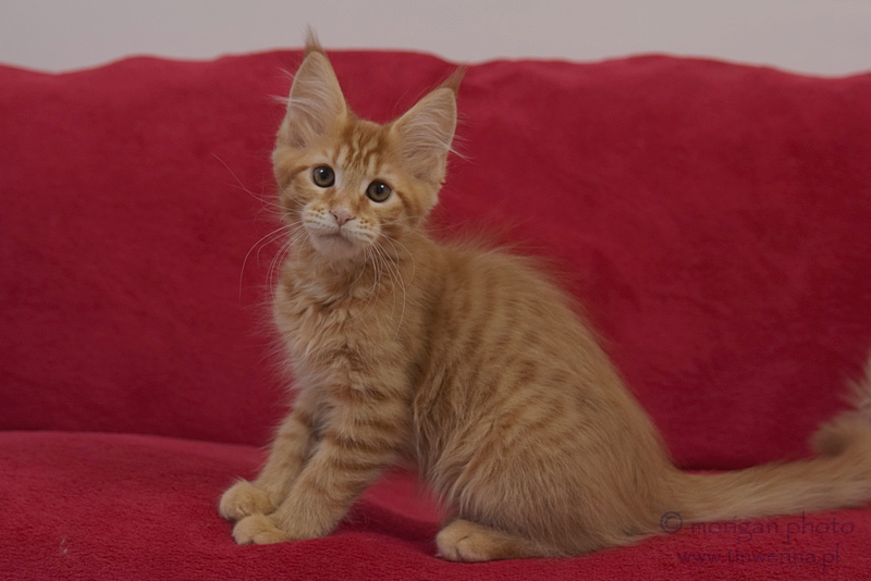 kocięta maine coon