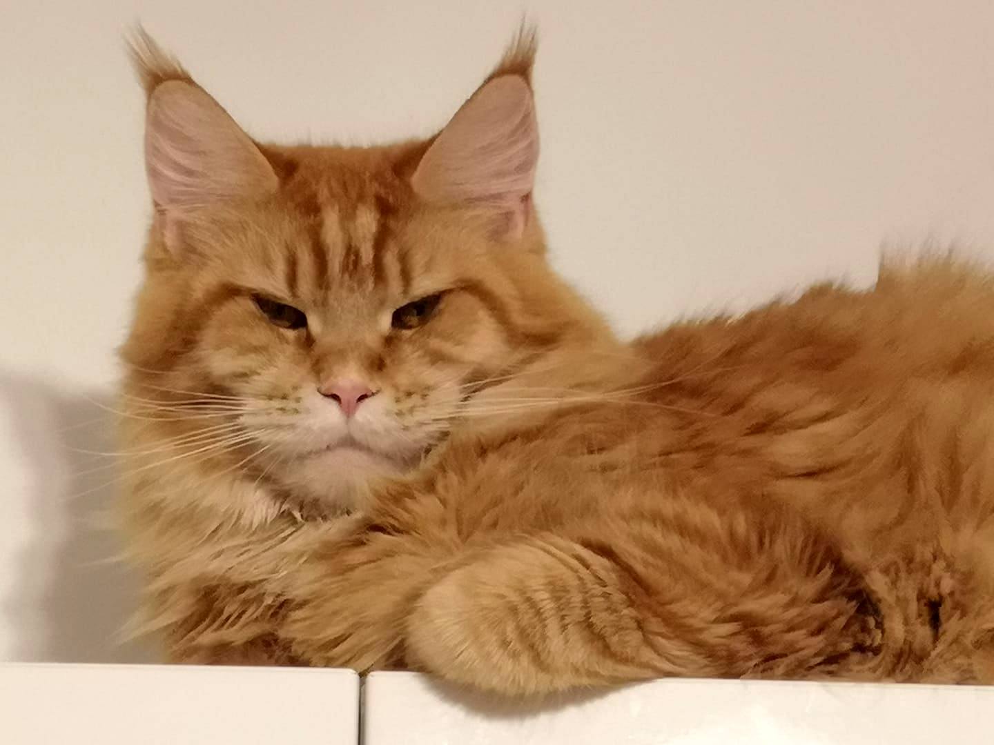 kocięta maine coon