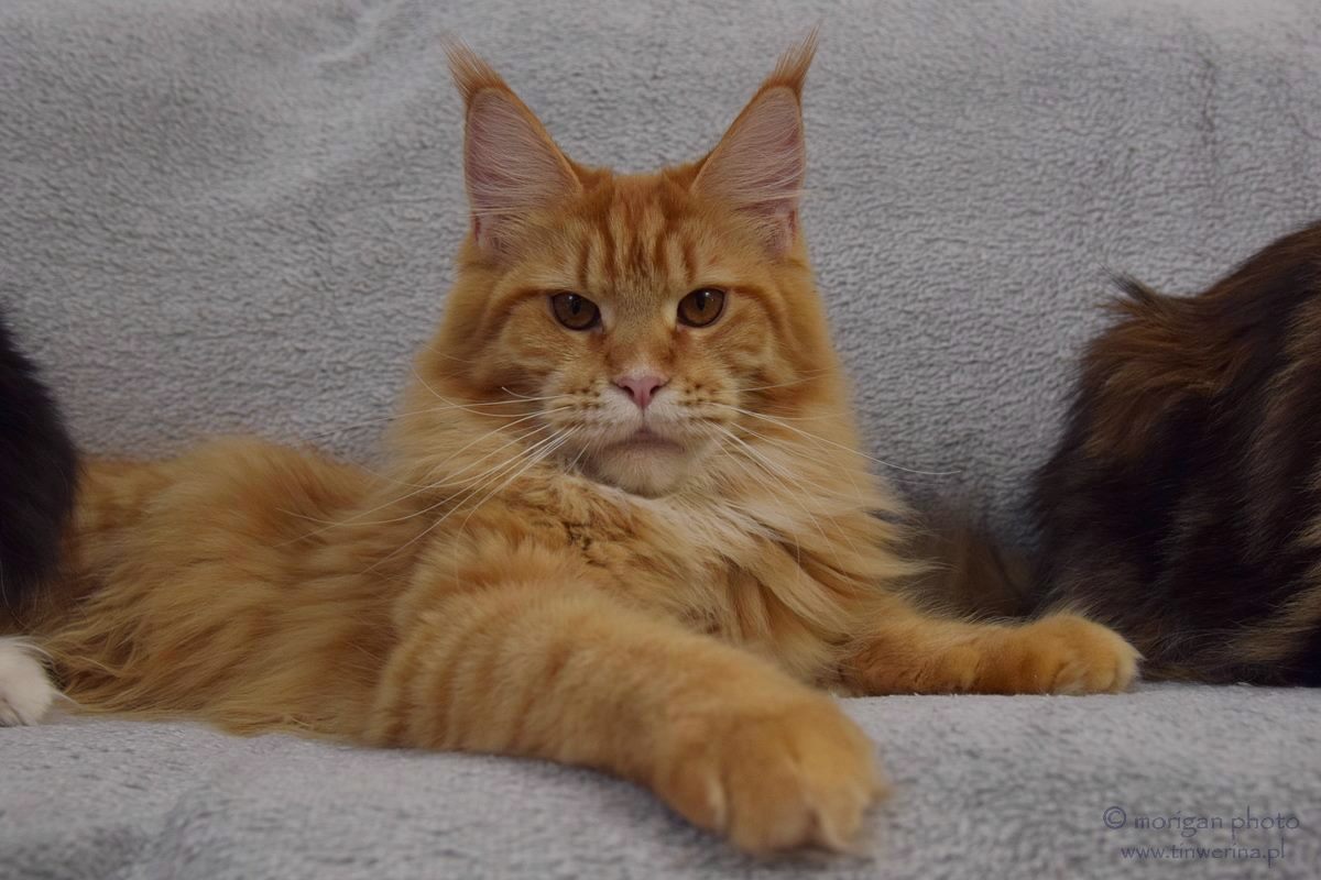 kocięta maine coon