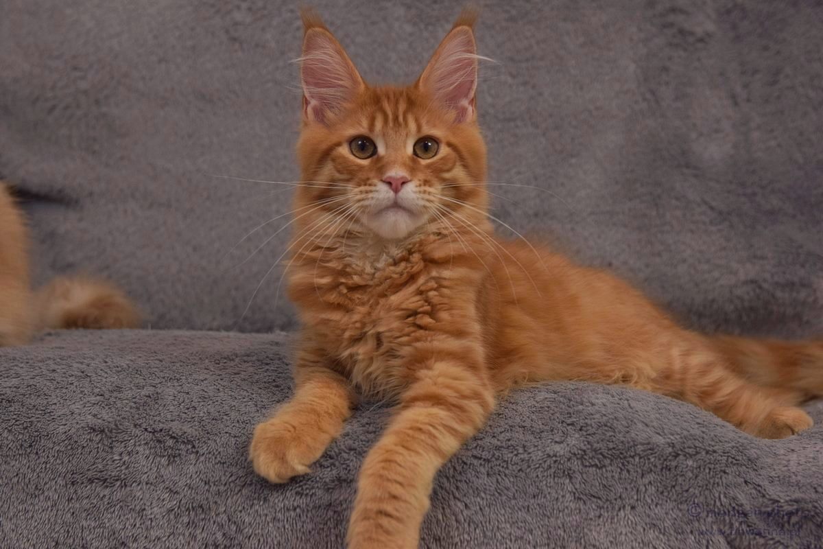 kocięta maine coon