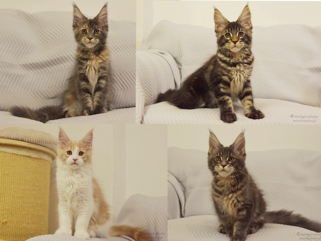 kocięta maine coon