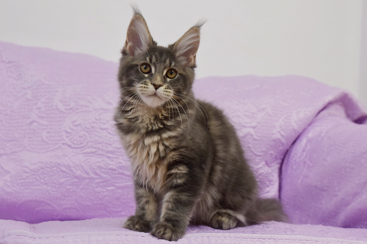 kocięta maine coon