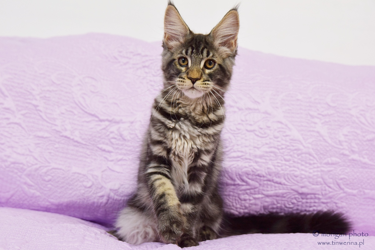 kocięta maine coon