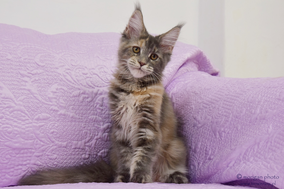 kocięta maine coon