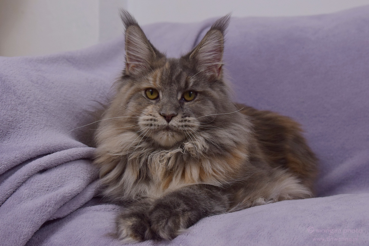 kocięta maine coon