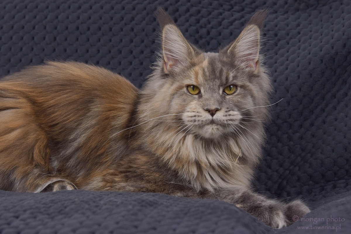 kocięta maine coon