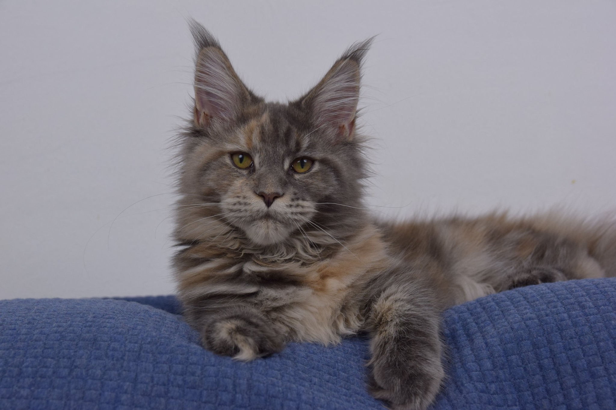 kocięta maine coon