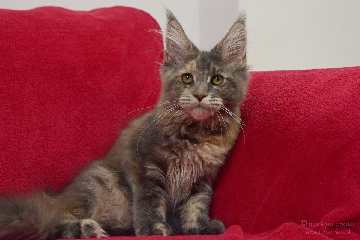 kocięta maine coon