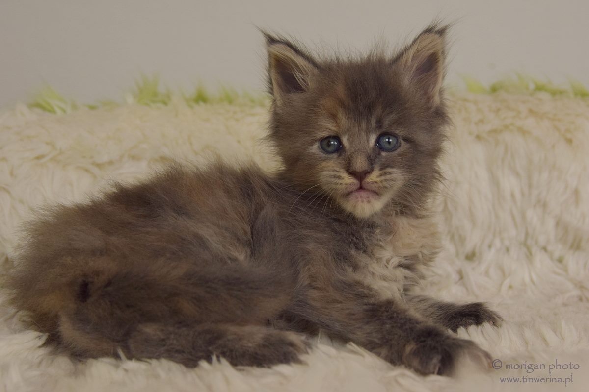 kocięta maine coon