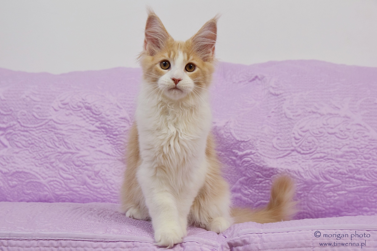 kocięta maine coon