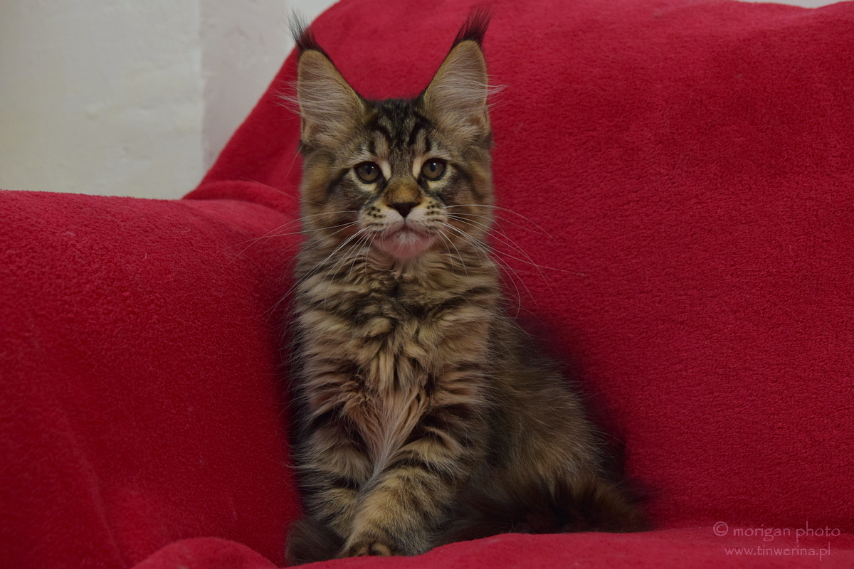 kocięta maine coon