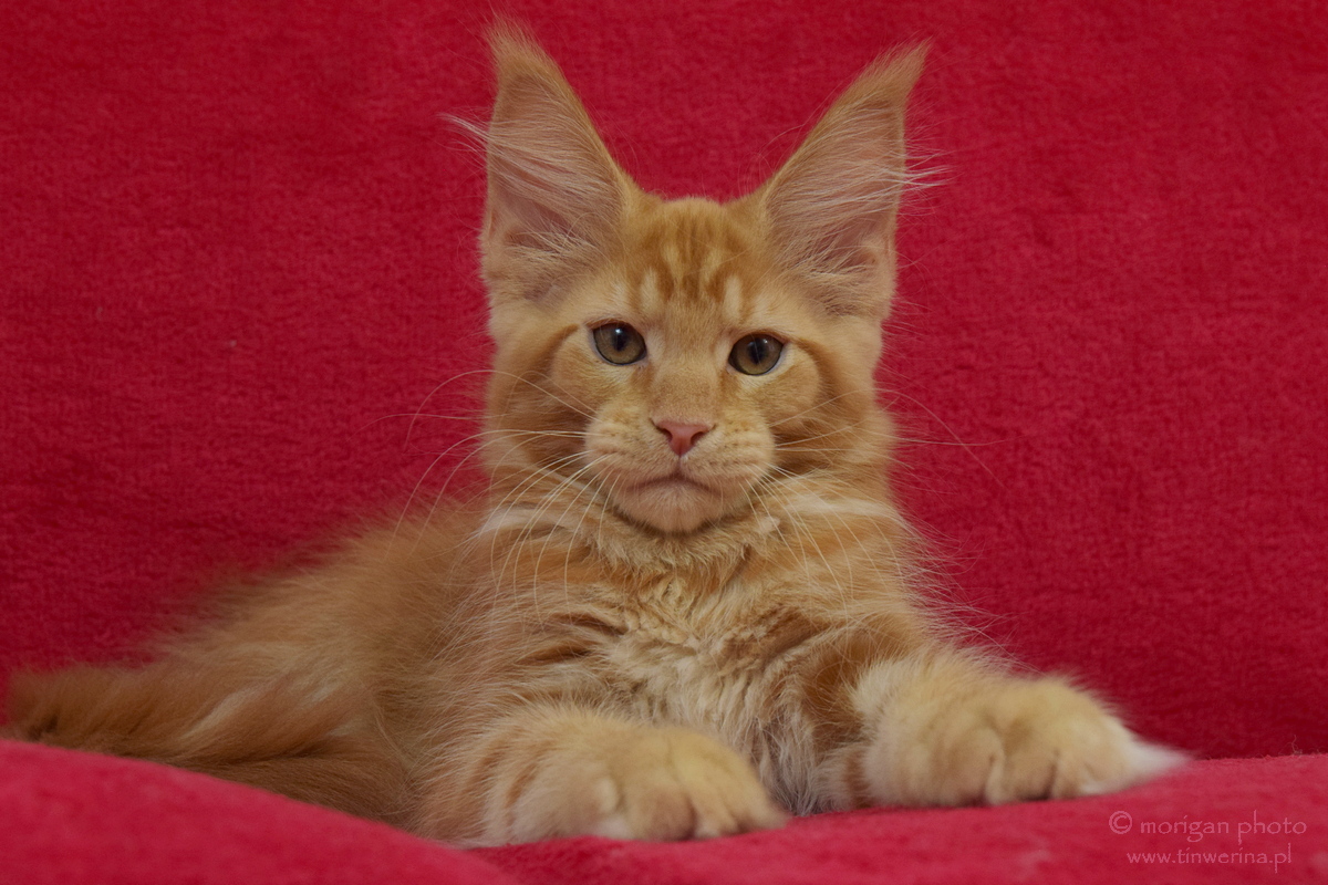kocięta maine coon
