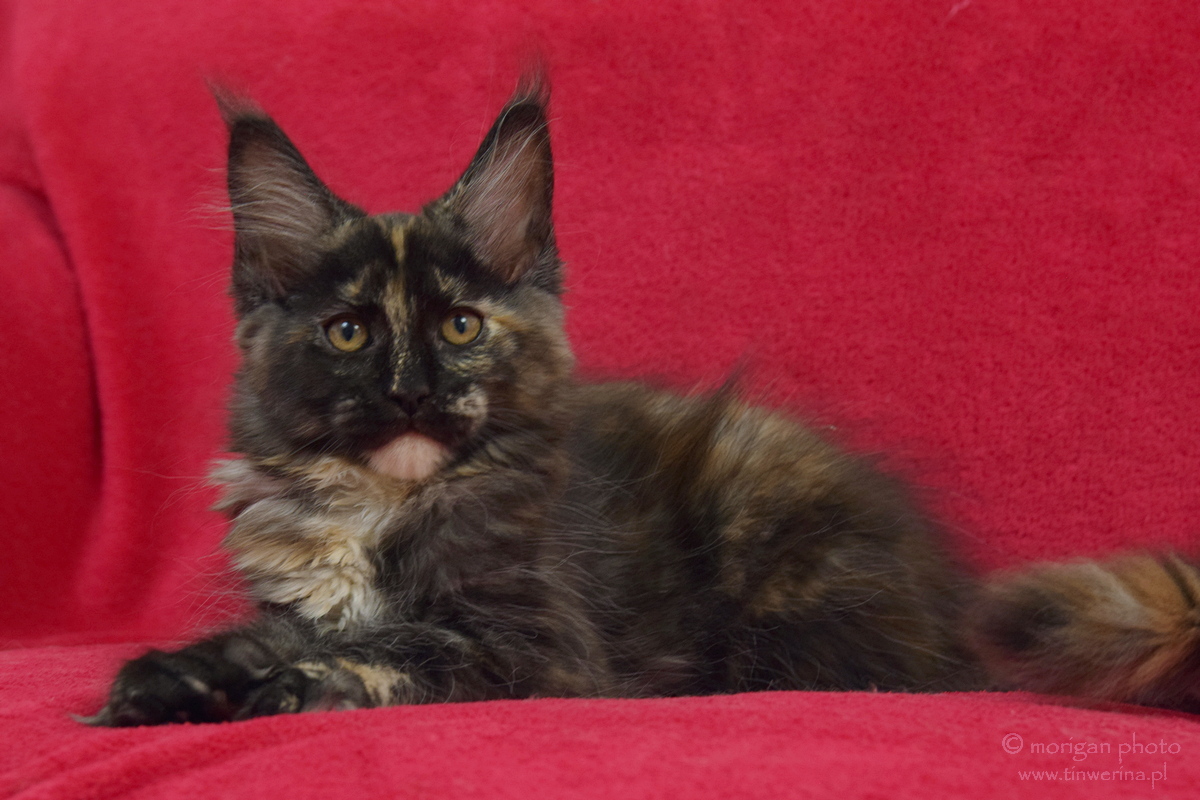 kocięta maine coon