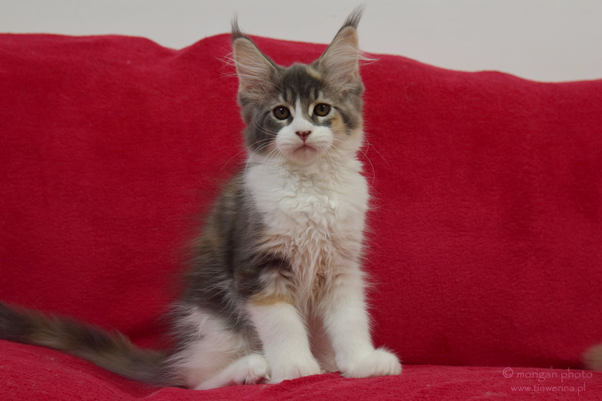 kocięta maine coon