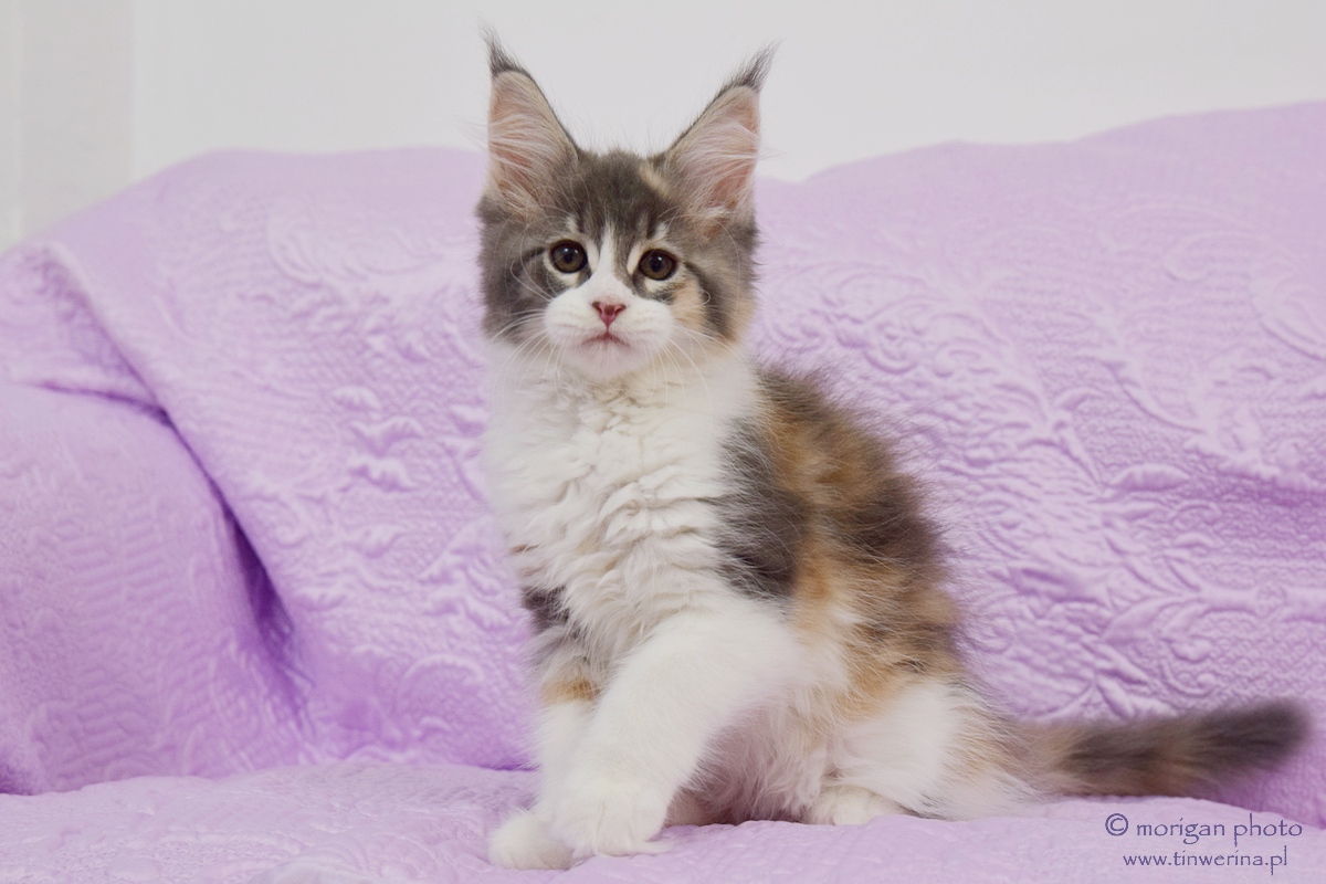 kocięta maine coon