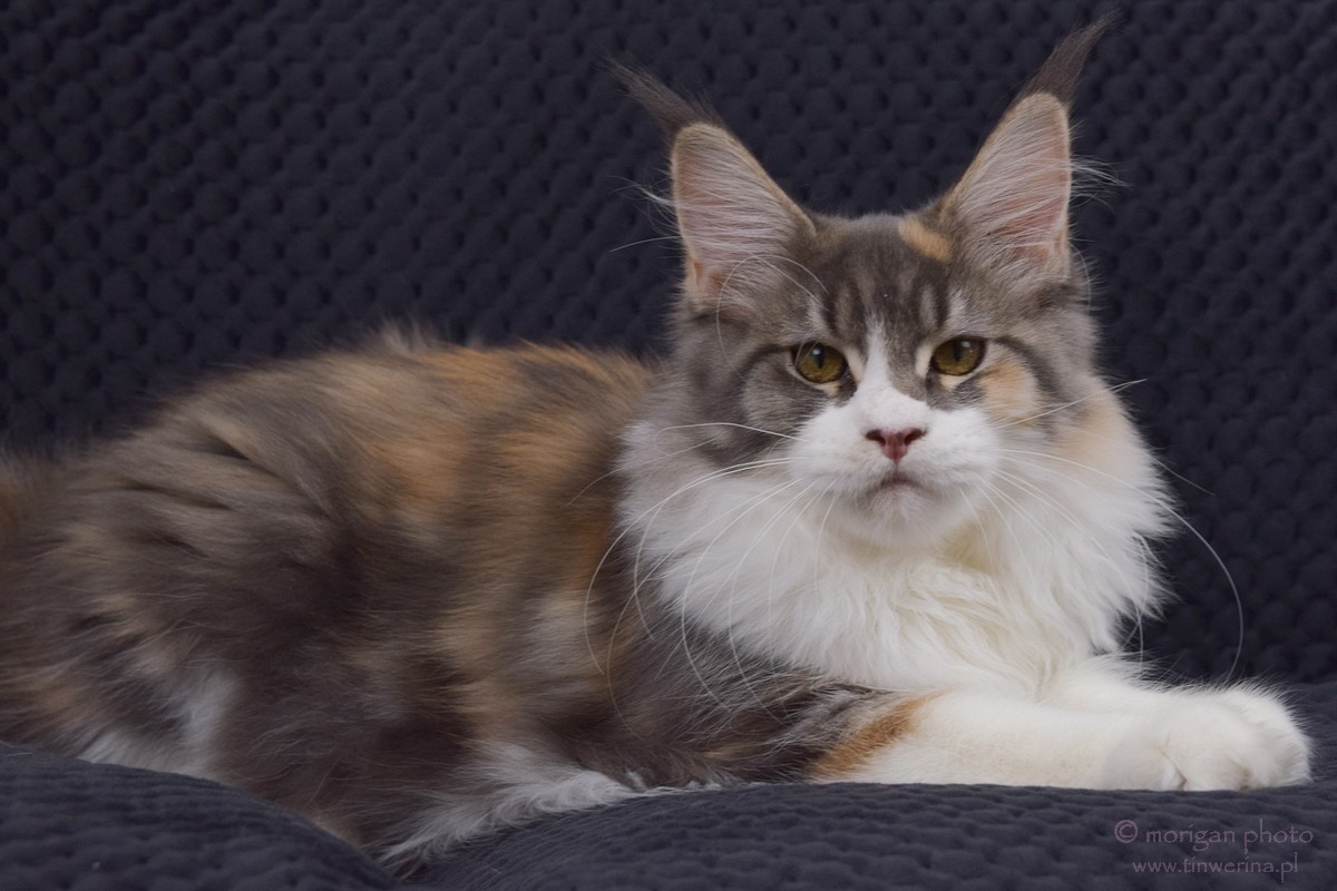 kocięta maine coon